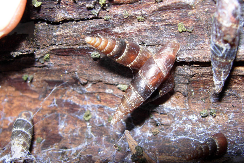 Clausiliidae e altre chiocciole